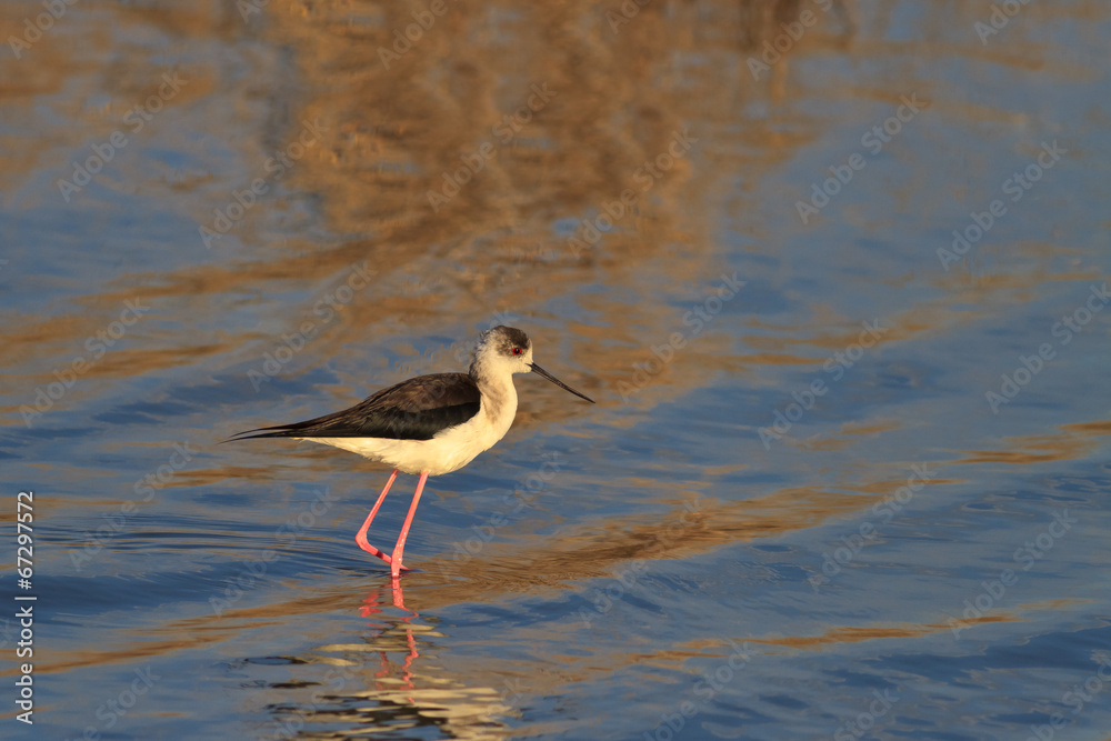 Obraz premium black winged stilt