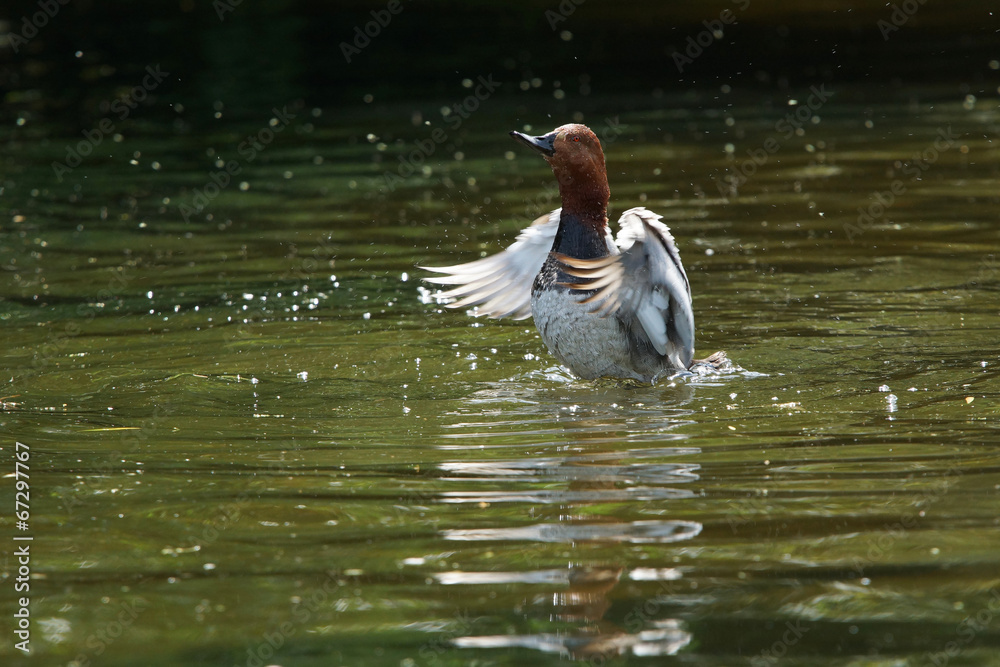 Common Pochard, Pochard, Aythya ferina Common Pochard, Pochard, Aythya ferina
