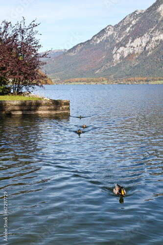 Swimming ducks on Hallstatt lake