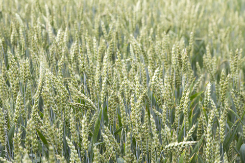 wheat field