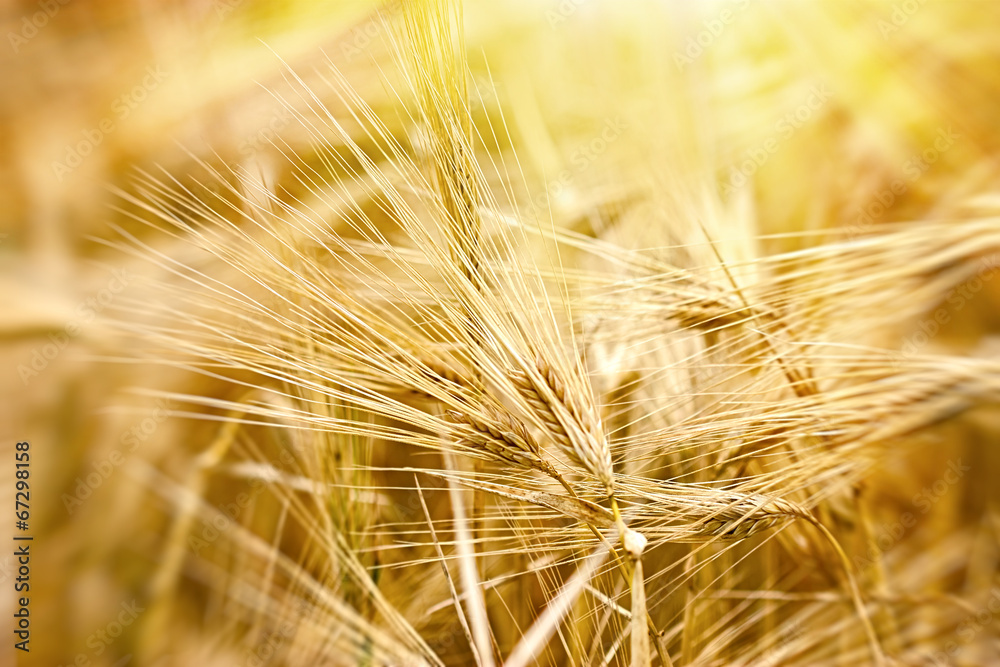 Cereal field - crop field in late afternoon Cereal field - crop field in late afternoon