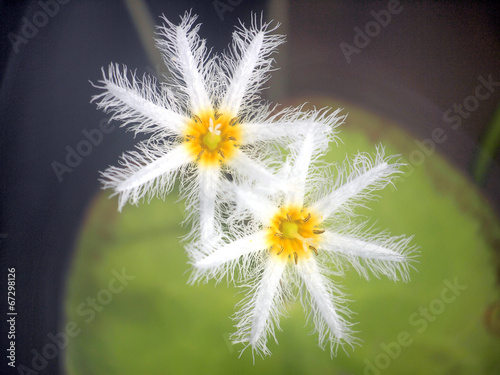 Nymphoides indica ,Water snowflake