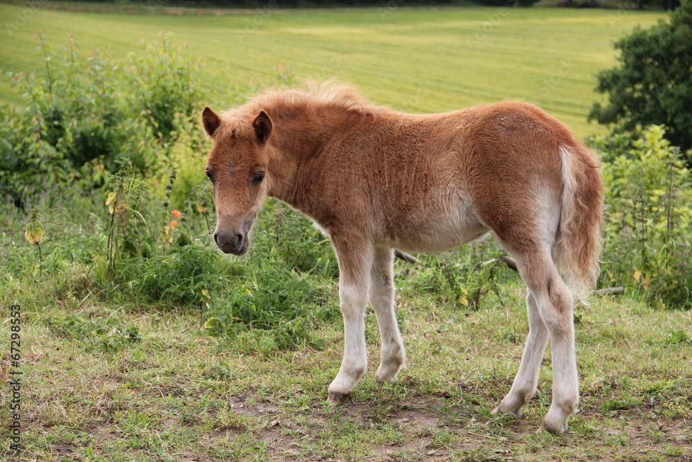 Ponyfohlen guckt neugierig Ponyfohlen guckt neugierig