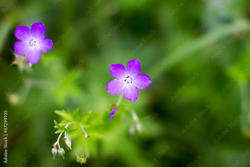 Preview purple meadow beautiful flower on a green background