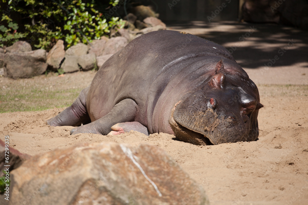 hippopotamus (Hippopotamus amphibius), South Africa hippopotamus (Hippopotamus amphibius), South Africa