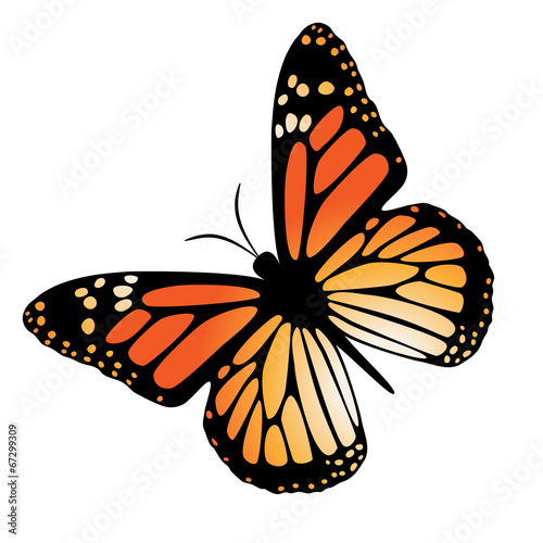 motyl