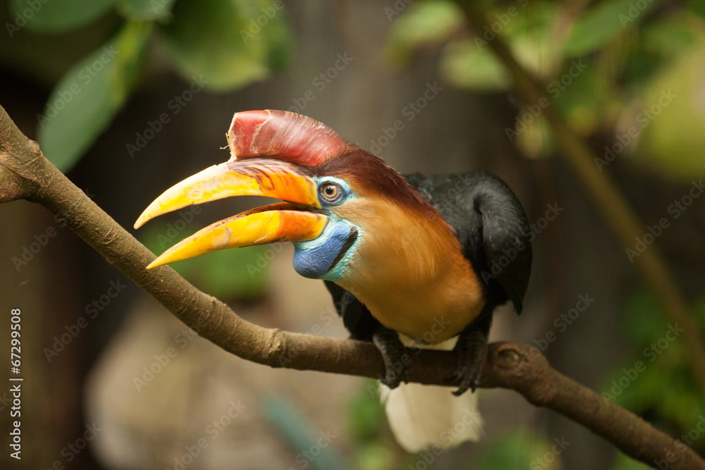 Great hornbill stand on the branch in forest. Great hornbill stand on the branch in forest.