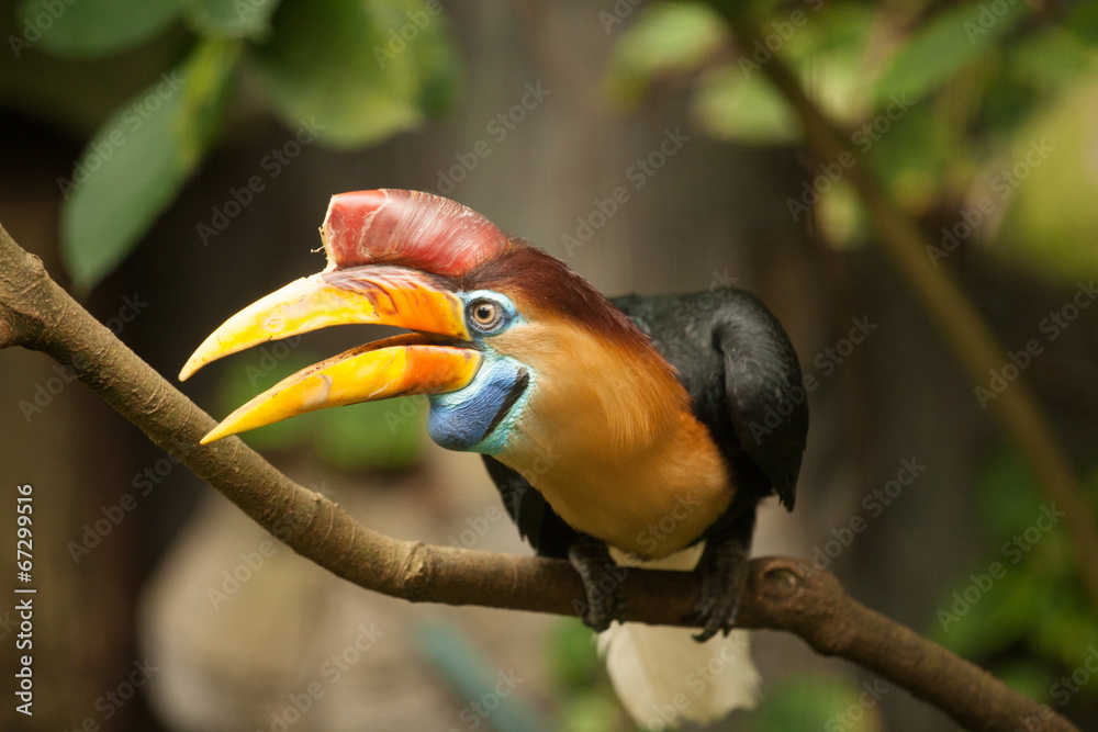 Great hornbill stand on the branch in forest. Great hornbill stand on the branch in forest.