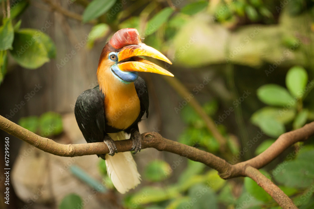 Great hornbill stand on the branch in forest. Great hornbill stand on the branch in forest.