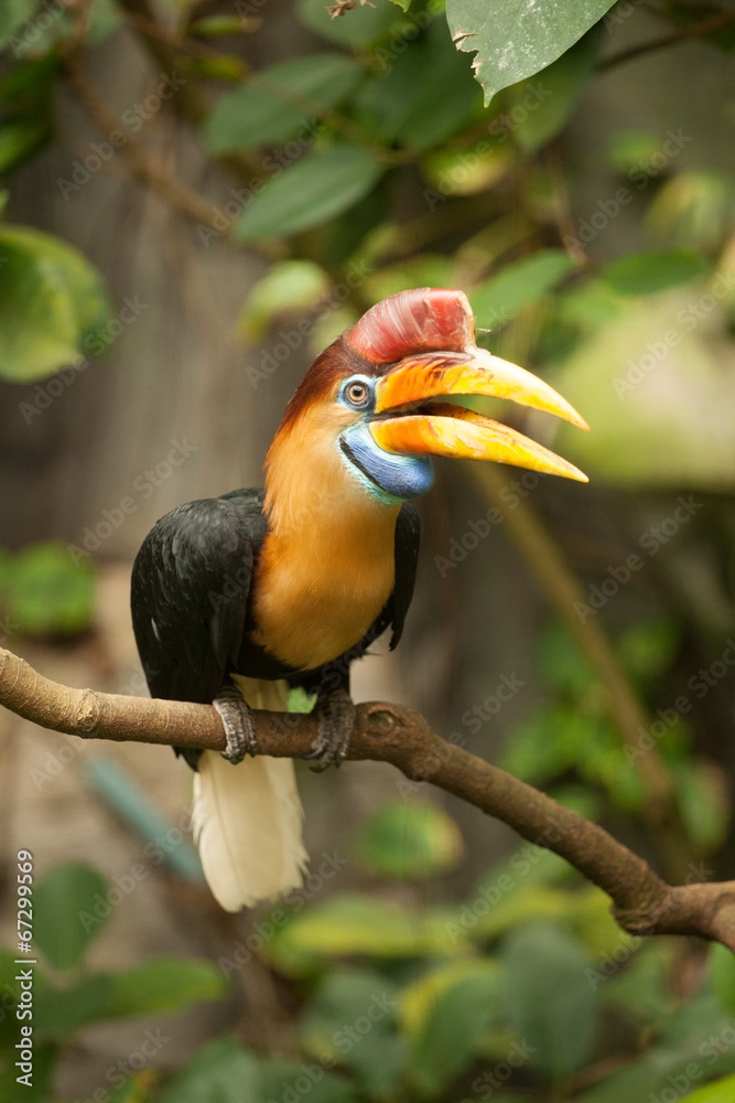 Great hornbill stand on the branch in forest. Great hornbill stand on the branch in forest.