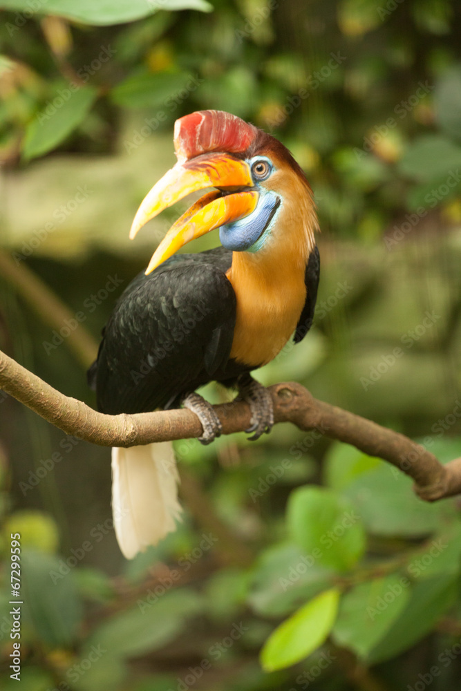 Fototapeta premium Great hornbill stand on the branch in forest.