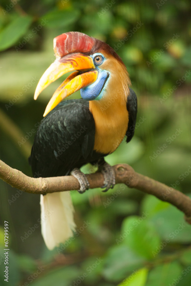Great hornbill stand on the branch in forest. Great hornbill stand on the branch in forest.