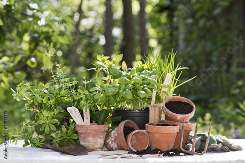 herbs in the garden