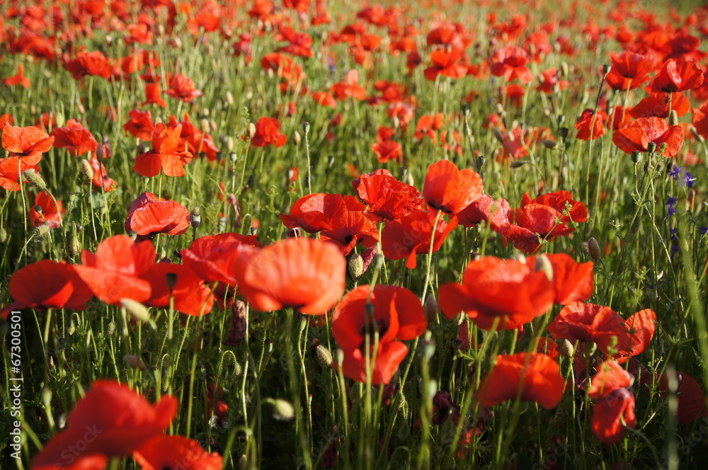 Fototapeta premium маки