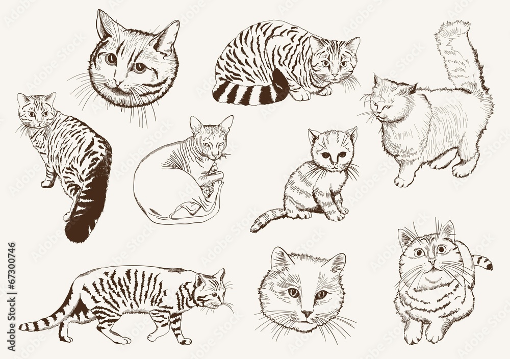 Fototapeta premium home pet cat