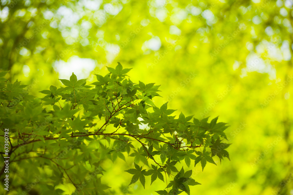 maple tree, yellow leaves brighten maple tree in the forest maple tree, yellow leaves brighten maple tree in the forest