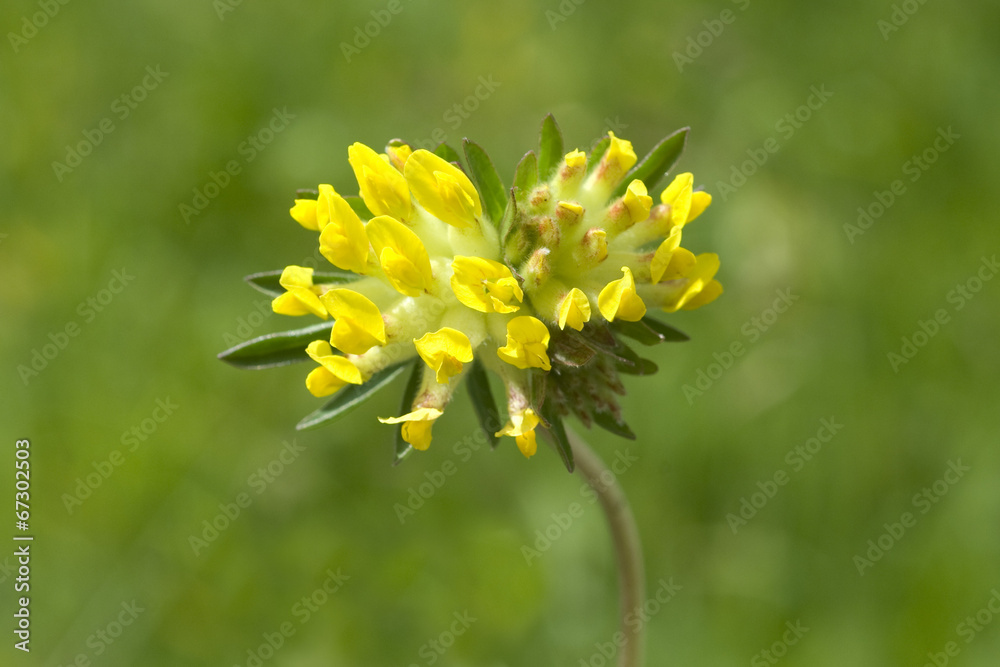 Obraz premium Wundklee; Anthyllis; vulneraria;