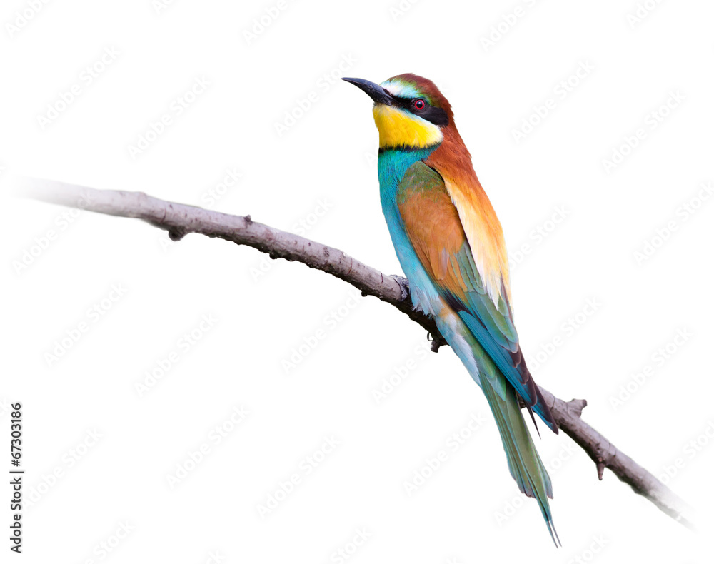 Obraz premium European Bee-eater On White