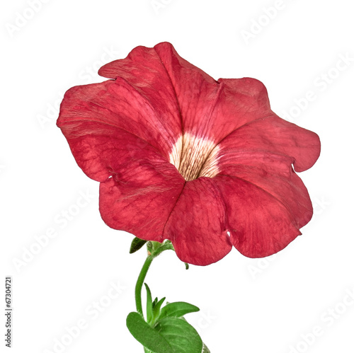 red petunia isolated on white background