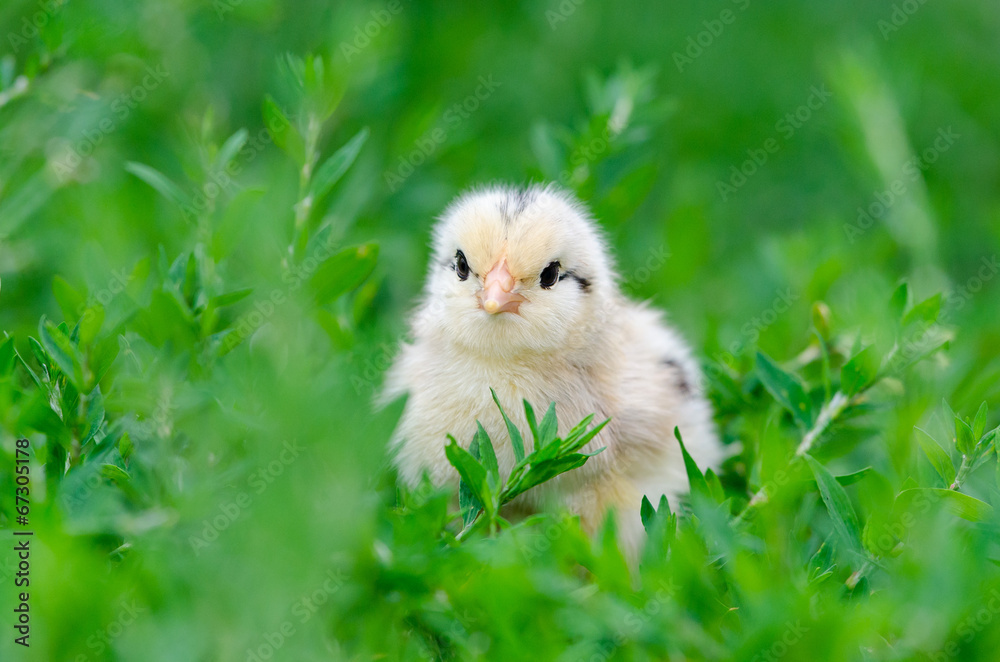 Chicken on a grass