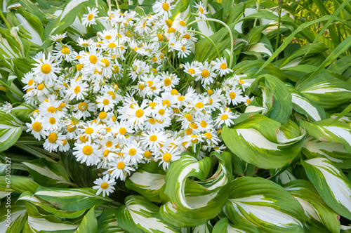 bouquet of chamomilies at the yellow hosta plant photo