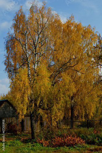 Береза и осень