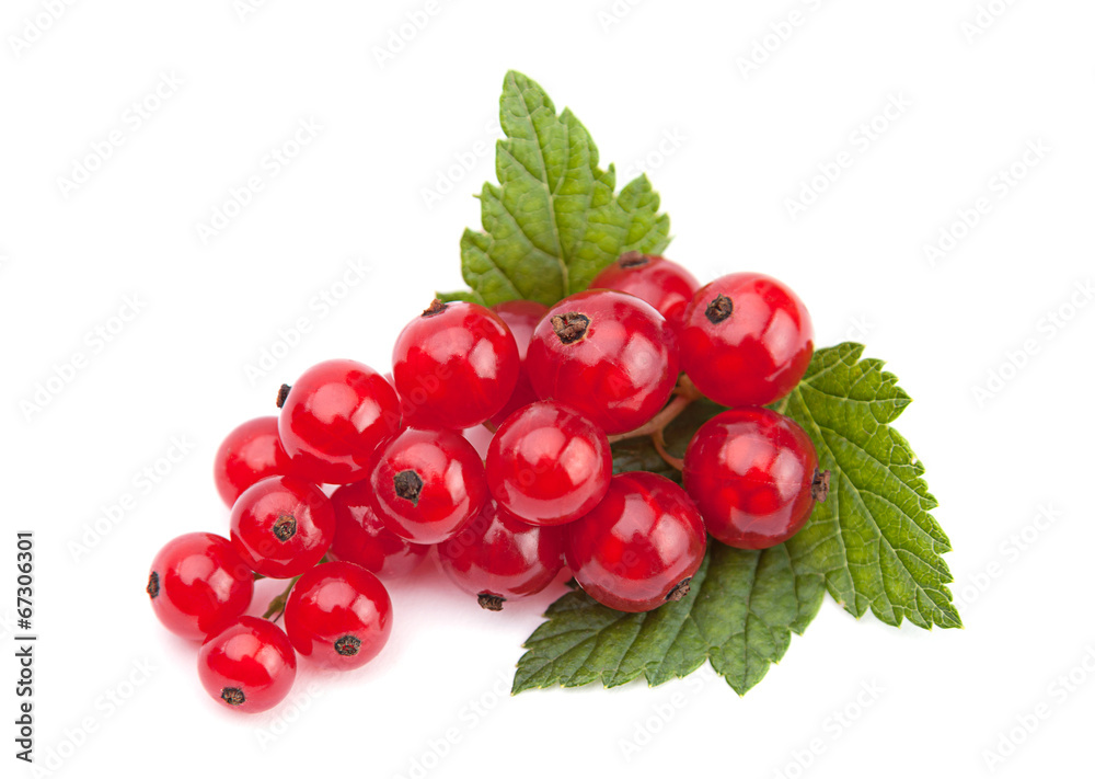 Red currant Red currant