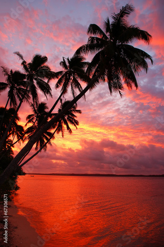 Fototapeta Naklejka Na Ścianę i Meble -  Silhouetted palm trees on a beach at sunset, Ofu island, Tonga