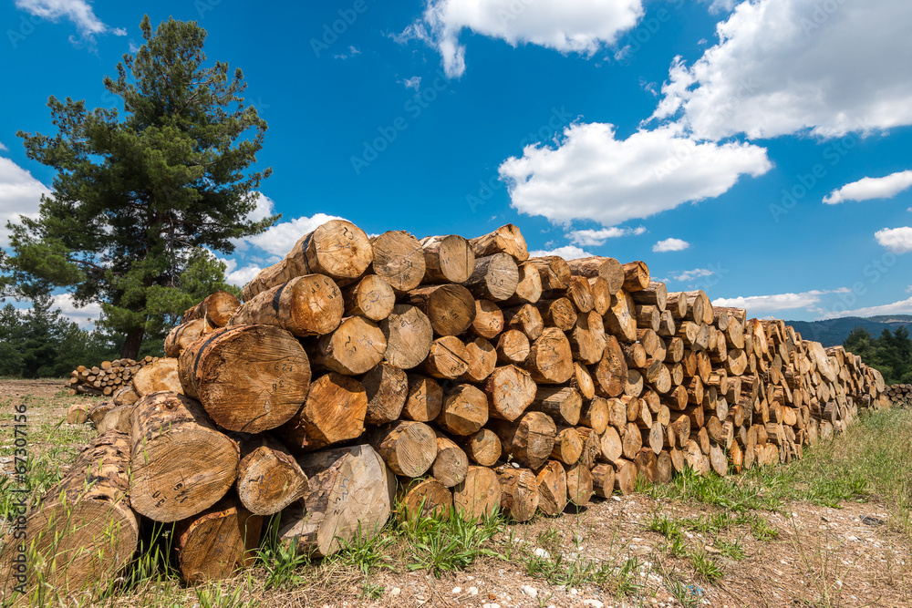 Raw pine wood logs, Turkey