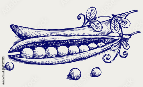 Fresh peas. Doodle style