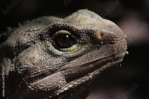 Tuatara  New Zealand dinosaur