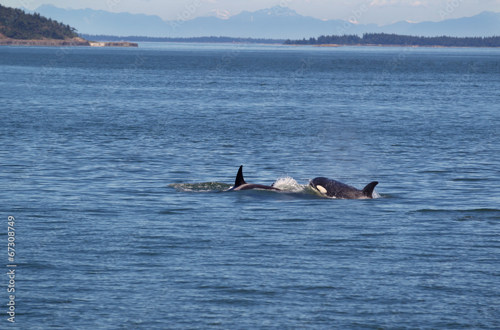 Naklejka premium Orca Whales Chasing Each Other