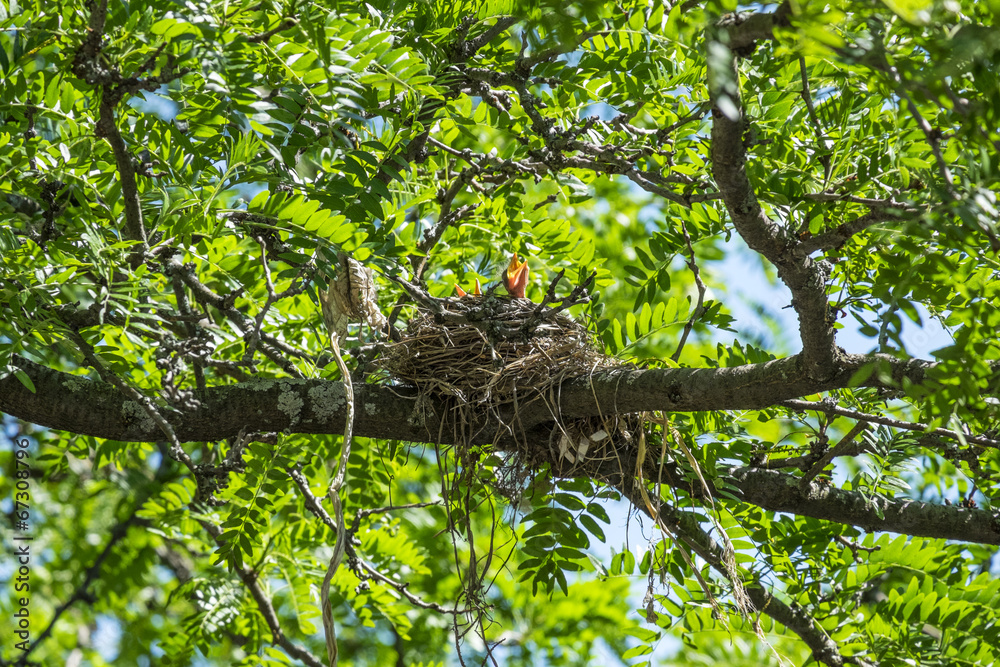 Baby Robins in the Nest Baby Robins in the Nest