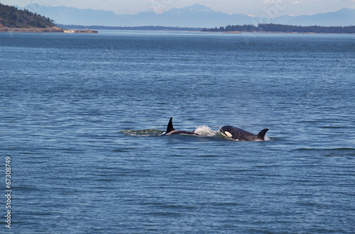 Orca Whales Chasing Each Other © tab62
