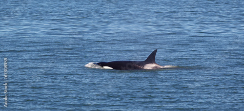 Young Mature Orca Whale Swimming in the Ocean