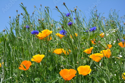 Fototapeta Naklejka Na Ścianę i Meble -  Mohn und Kornblumen