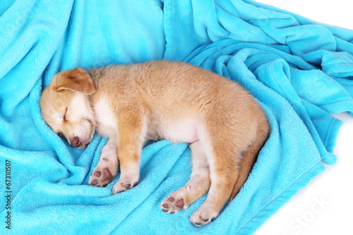Little puppy sleeps on color plaid background