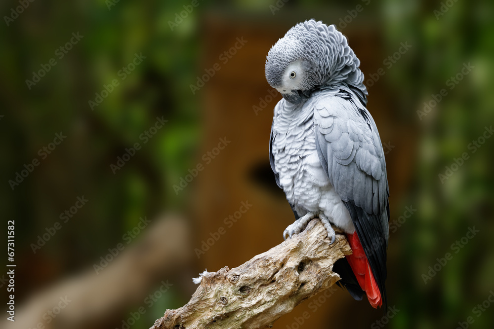 Obraz premium African gray parrot