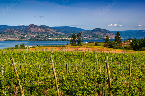 Vineyard overlooking lake and mountains