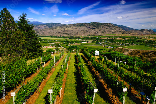 Vineyard in the valley