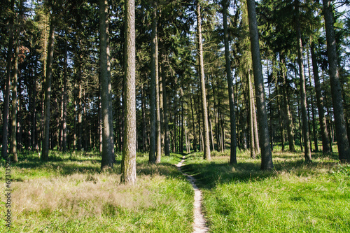Fototapeta Naklejka Na Ścianę i Meble -  footpath leading through the forest