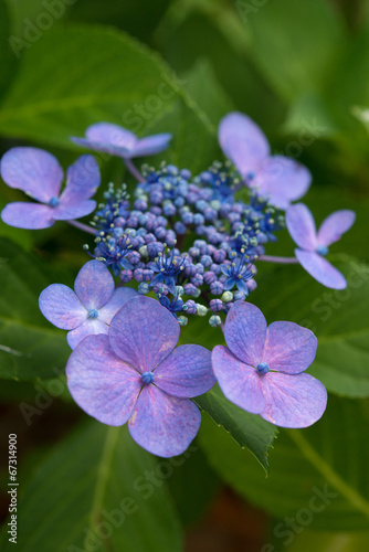 Wallpaper Mural アジサイ Torontodigital.ca