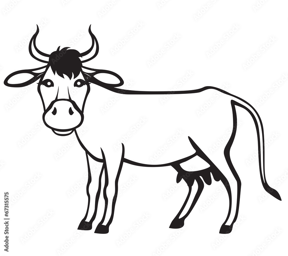 Contour cow