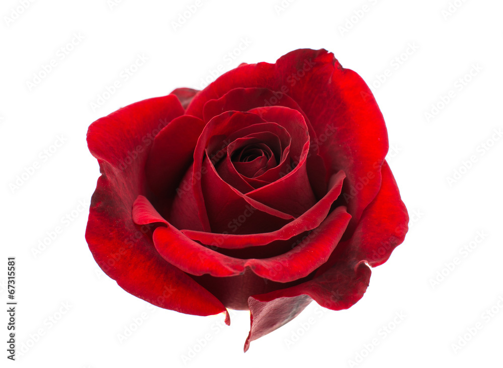 Obraz premium red rose isolated
