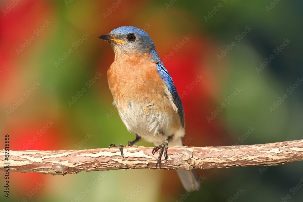 Eastern Bluebird Eastern Bluebird