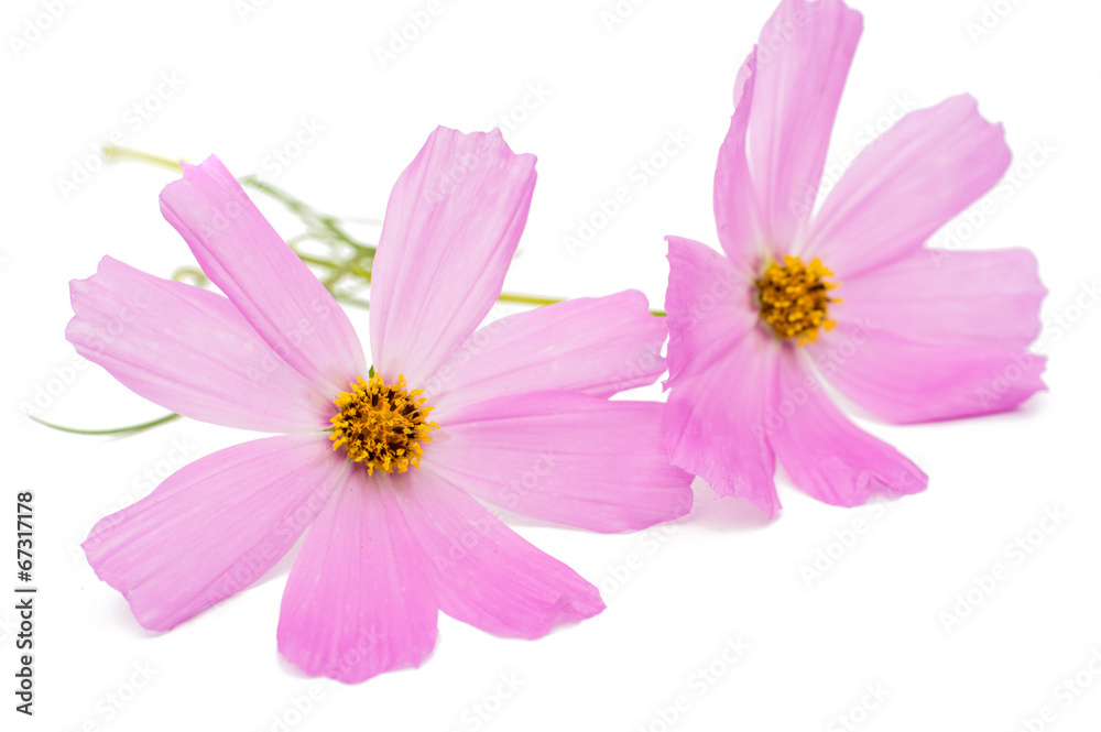 Fototapeta premium Pink cosmos flower isolated