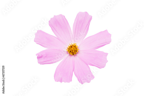 Pink cosmos flower isolated