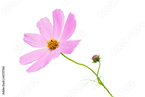 Pink cosmos flower isolated