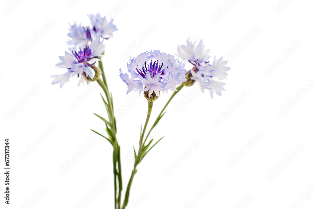 knapweed flower