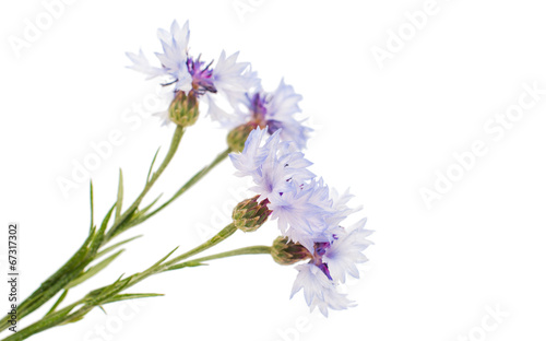 knapweed flower